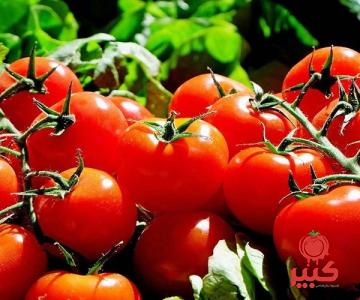 خرید و قیمت رب گوجه فرنگی طبیعی چهل چای